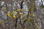 Yellow jessamine